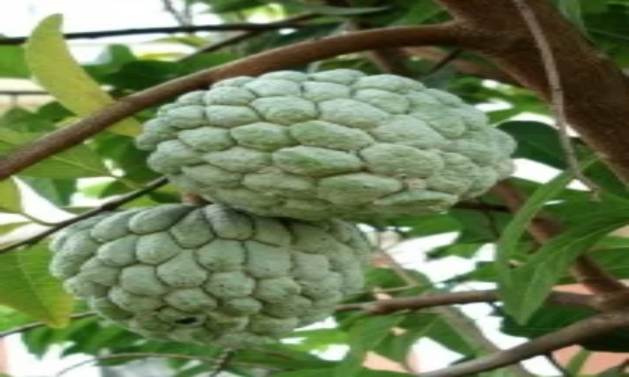 anona_zaharna_qbylka_semena_annona_squamosa_1317_0_113-2000x1200.jpeg